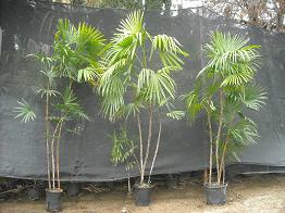 rhapishumilis5&7g.JPG